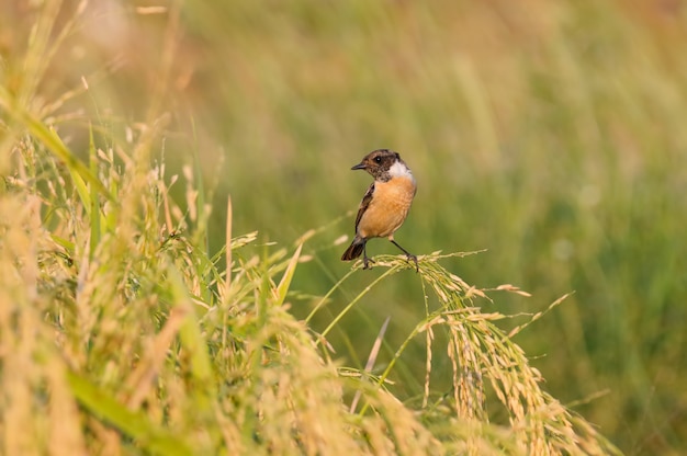 Stonechat orientale Saxicola stejnegeri Bei uccelli maschii della Tailandia che si appollaiano sul giacimento del riso