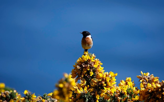 Stonechats appollaiato su cespugli di ginestre in fiore in Galles