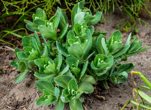 Stonecrops o sedum succulente per il bellissimo cespuglio verde del giardino