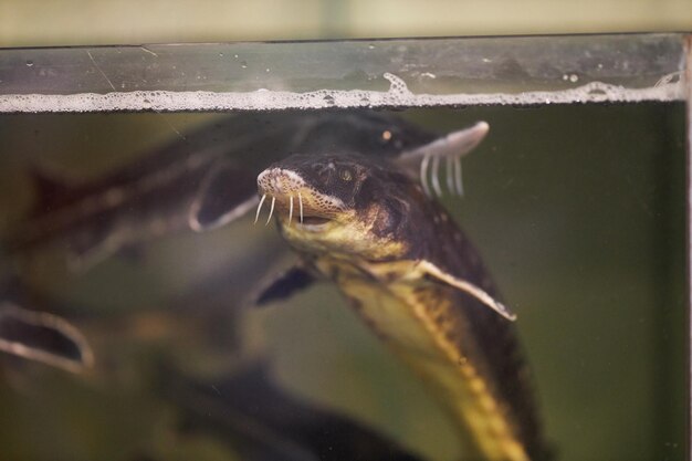 Storione nell'acquario al negozio di alimentari Storione nel primo piano dell'acquario Un pesce