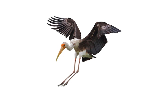 Stork dipinto che vola isolato su sfondo bianco