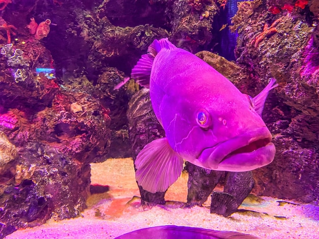 Stormi di pesci nuotano sott'acqua un'insolita specie rara di pesci con grandi occhi pesci d'acquario