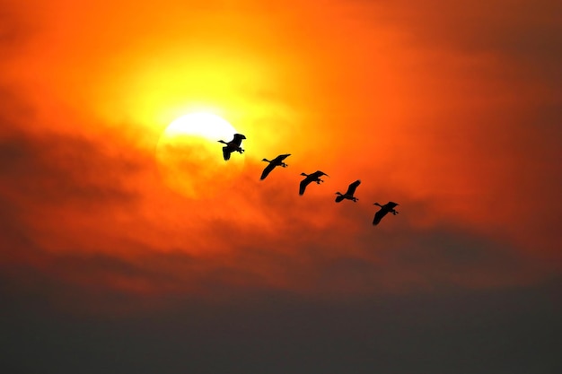 Stormo di anatra di fischio Fulvous che vola nel cielo al tramonto