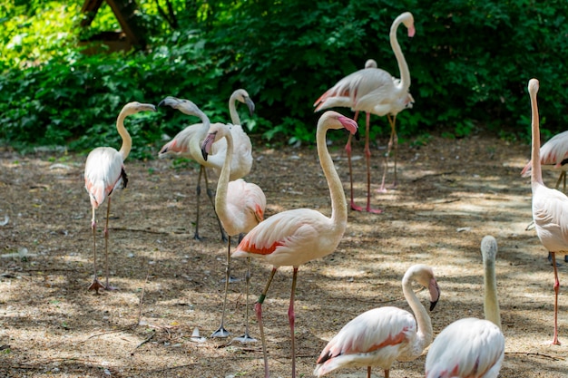 Stormo di bellissimi fenicotteri rosa vicino al fiume.