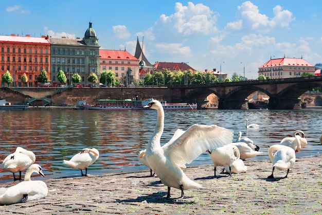 Stormo di cigni a Praga vicino al ponte Palackeho