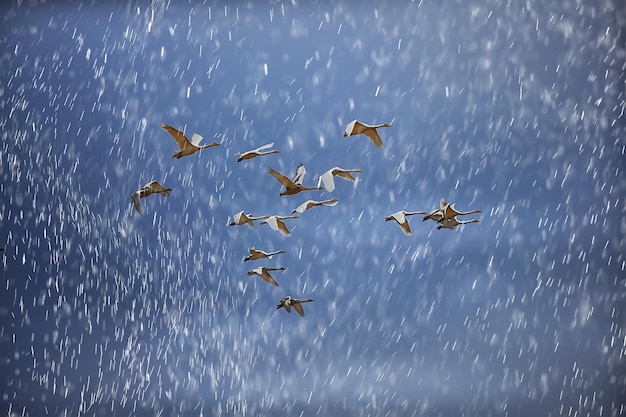 stormo di cigni in volo contro il cielo, fauna selvatica gruppo di migrazione di uccelli