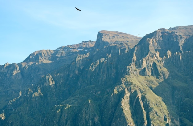 Stormo di condor andini che sorvolano il canyon del Colca Altiplano peruviano della regione di Arequipa Perù