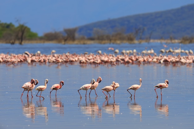 Stormo di fenicotteri che guadano le acque poco profonde della laguna