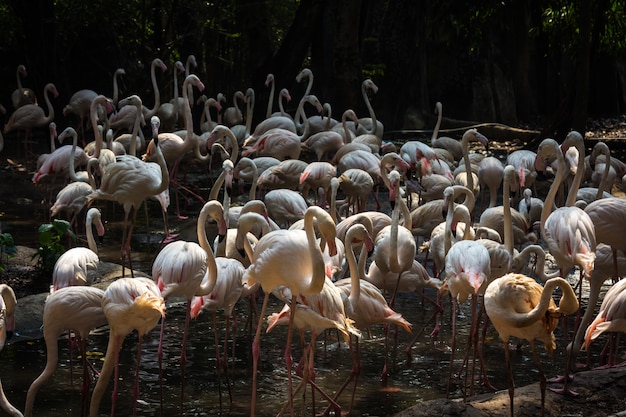 Stormo di fenicotteri nello zoo