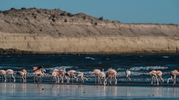 Stormo di fenicotteri rosa con scogliere sullo sfondo della Patagonia