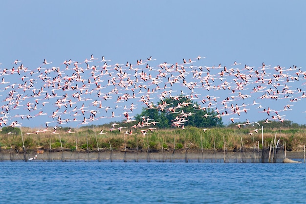 Stormo di fenicotteri rosa dalla laguna "Delta del Po", Italia. Panorama della natura