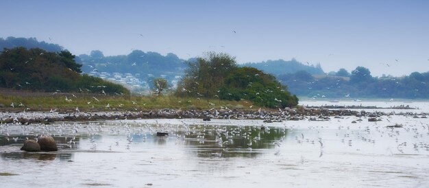Stormo di gabbiani che sorvolano l'acqua di mare in una remota città costiera all'estero e all'estero Gruppo di uccelli bianchi in volo alla ricerca di luoghi di nidificazione Birdwatching fauna aviaria migratoria in cerca di cibo