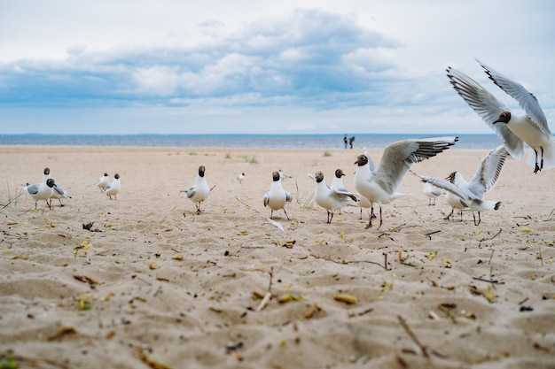 Stormo di gabbiani che volano in lotta per il cibo sulla spiaggia in riva al mare