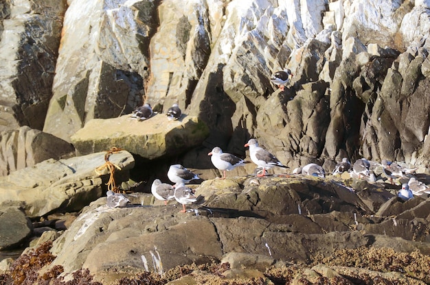 Stormo di gabbiani sull'isola rocciosa del Canale di Beagle a Ushuaia in Argentina