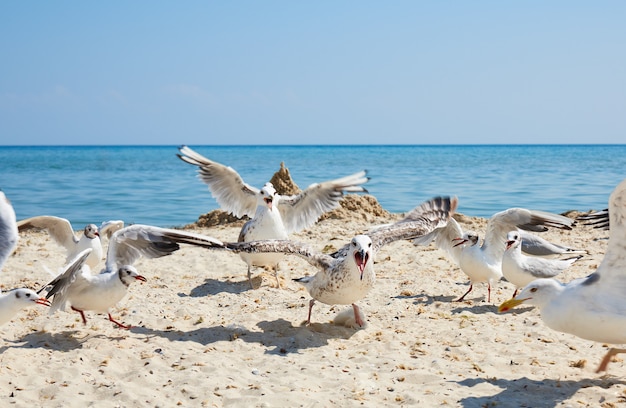 Stormo di gabbiani sulla spiaggia in giornata di sole estivo