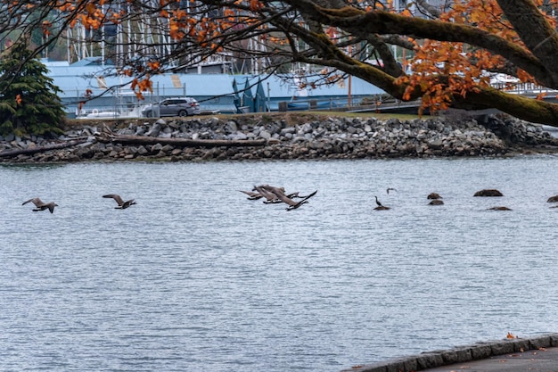 Stormo di oca canadese che vola sul fiume nel parco pubblico