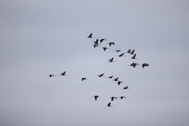 stormo di oche contro il cielo libertà fauna selvatica uccelli