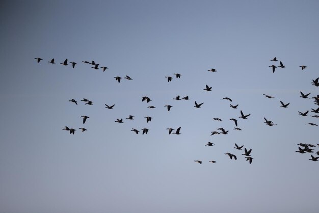 stormo di oche contro il cielo libertà fauna selvatica uccelli