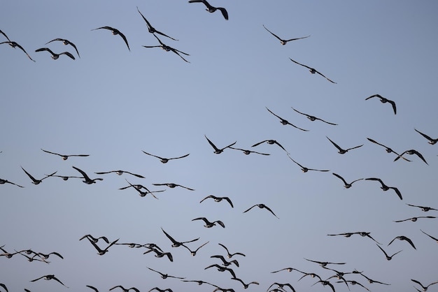 stormo di oche contro il cielo libertà fauna selvatica uccelli