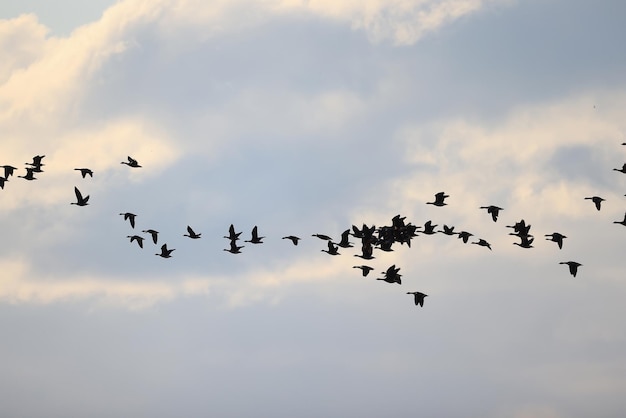 stormo di oche contro il cielo libertà fauna selvatica uccelli