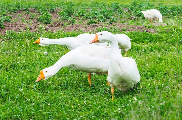 Stormo di oche nel villaggio su un prato.