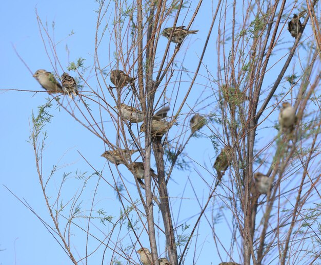 stormo di passeri in natura