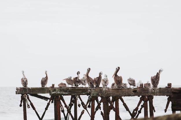 Stormo di pellicani che puliscono il loro piumaggio in riva al mare