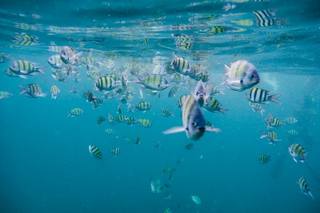 Stormo di pesci nel mare delle Andamane