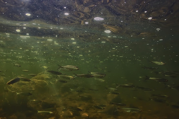 stormo di piccoli pesci sott'acqua, pesce d'acqua dolce acciughe paesaggio marino