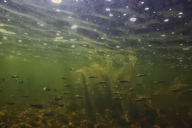 stormo di piccoli pesci sott'acqua, pesce d'acqua dolce acciughe paesaggio marino