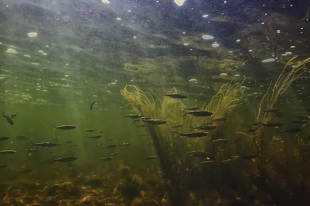 stormo di piccoli pesci sott'acqua, pesce d'acqua dolce acciughe paesaggio marino