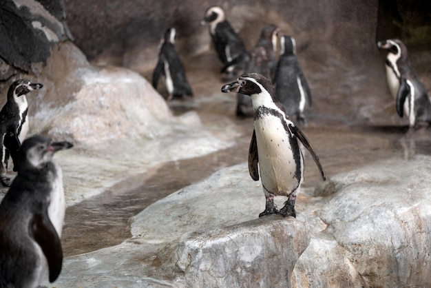 Stormo di pinguini sulla costa rocciosa