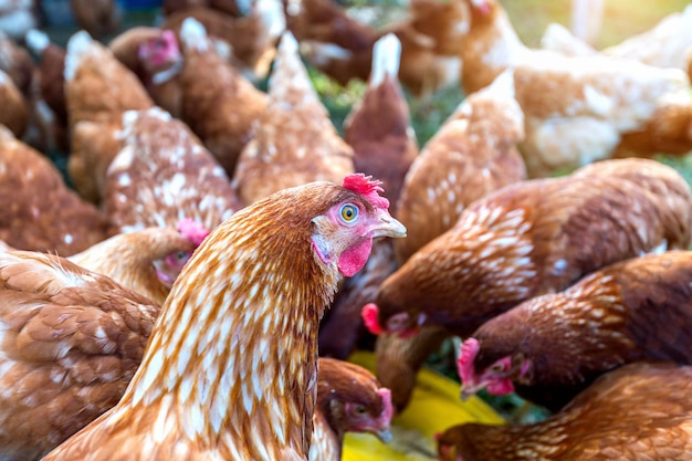 Stormo di polli che mangiano cibo