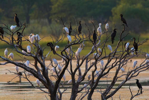 Stormo di uccelli arroccato, provincia di La Pampa, Patagonia, Argentina.