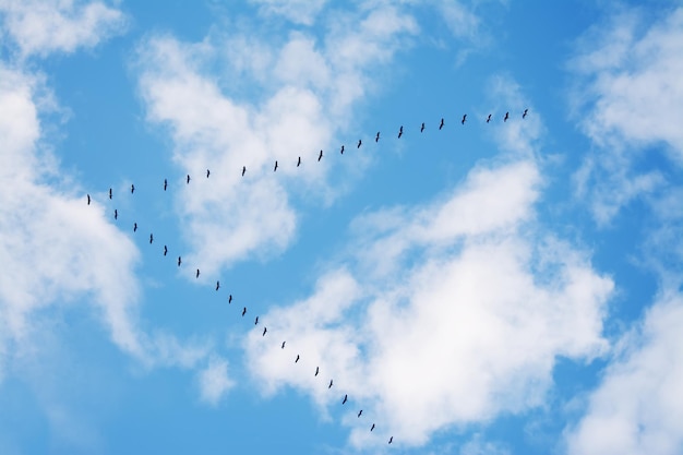 Stormo di uccelli che volano in formazione sotto un cielo nuvoloso Girato in Sardegna Italia