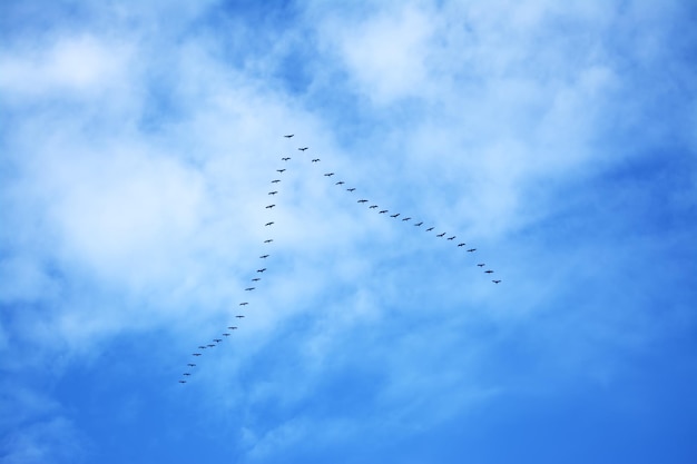 Stormo di uccelli che volano in formazione