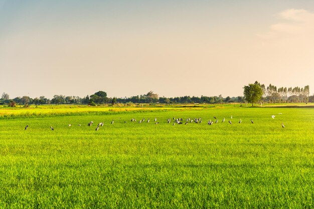 Stormo di uccelli Cicogna Openbill rovistando nel campo di risone la sera