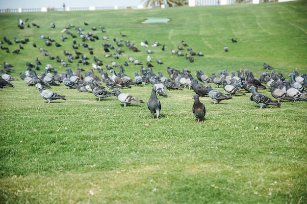 Stormo di uccelli in un parco a Doha in Qatar