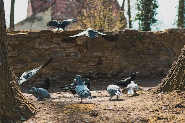 Stormo di uccelli in un parco cittadino