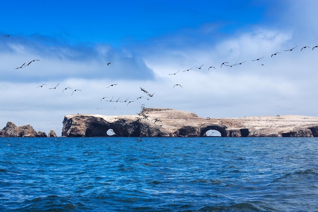 Stormo di uccelli in una giornata di sole