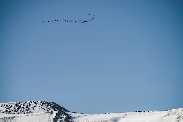 Stormo di uccelli nel cielo blu vola sopra il crinale innevato della montagna