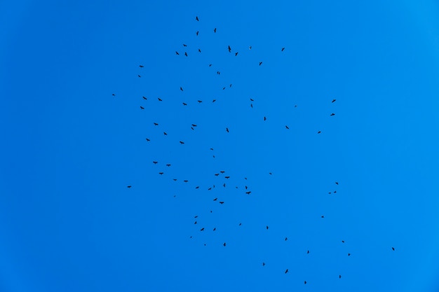 Stormo di uccelli neri (corvidi) in volo.