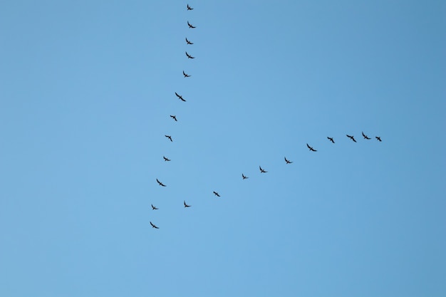 Stormo di uccelli selvatici che volano in un cuneo contro il cielo blu. Il concetto di aviaria migratoria