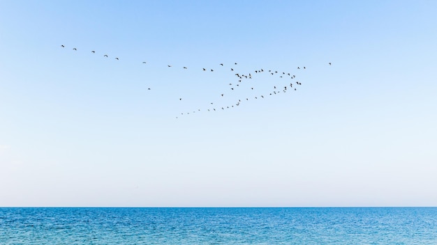 Stormo di uccelli sul mare