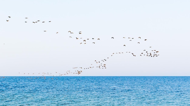 Stormo di uccelli sul mare