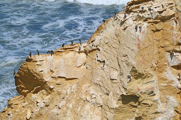 Stormo di varie specie di uccelli selvatici appollaiati sulla roccia sull'Oceano Pacifico a Paracas Perù