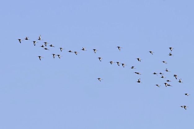 Stormo o fascia, o anche stormo, gruppo di uccelli della stessa specie.