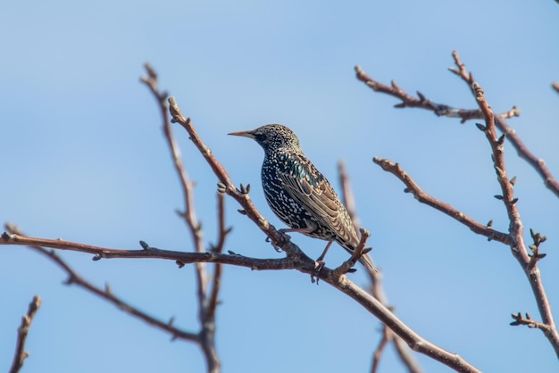 Storno comune su un ramo, Sturnus vulgaris