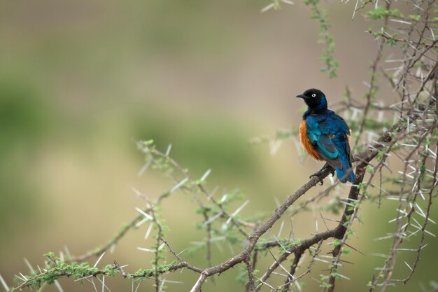 Storno sul ramo, Parco Nazionale del Serengeti, Serengeti, Tanzania, Africa