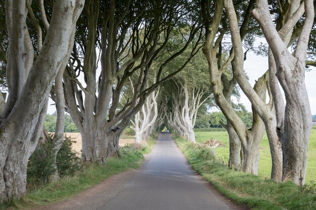 Strada a Dark Hedges, County Antrim, Irlanda del Nord, Europa